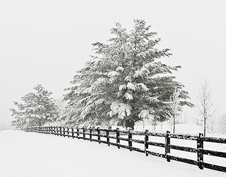 Fence and Trees in a Pantops Mountain Snowstorm, Albemarle County,VA